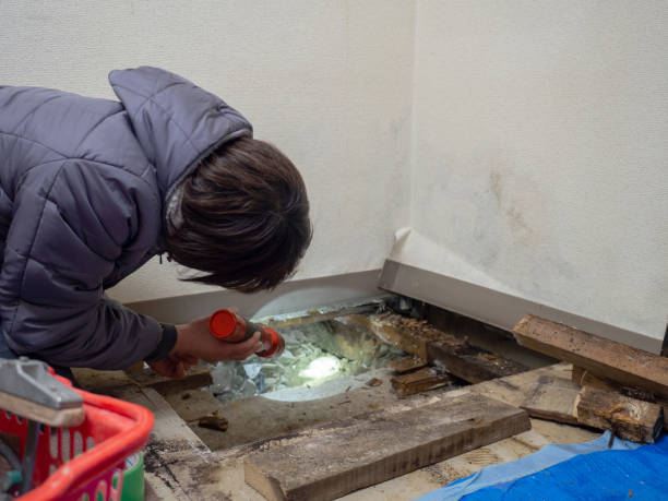 Trusted Versailles, KY Mold Removal Experts