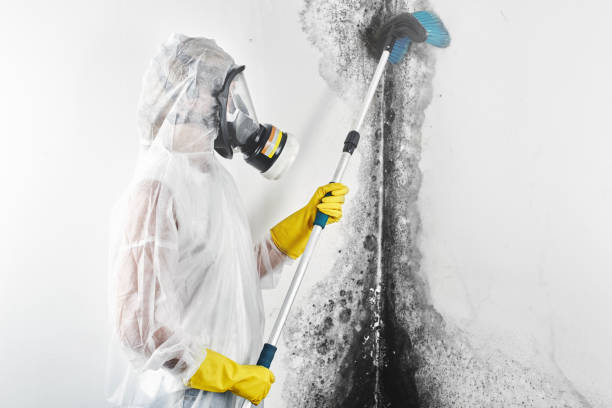 Best Emergency Mold Remediation  in Versailles, KY